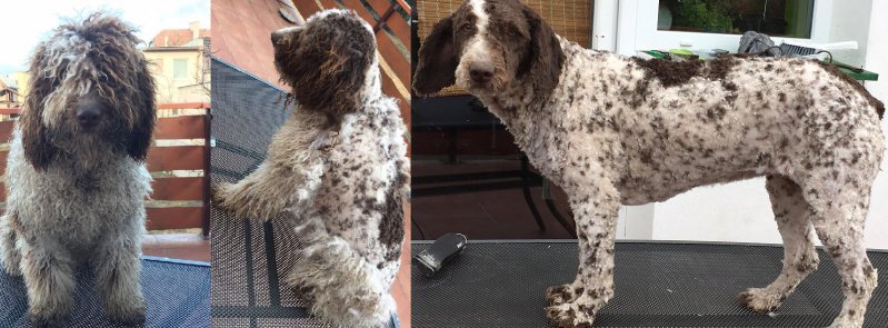 spanish water dog haircut