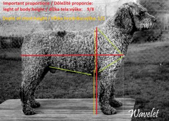 Spanish Water Dog standard 2021
